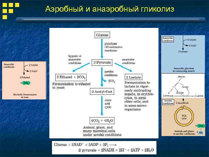 Аэробный и анаэробный гликолиз 