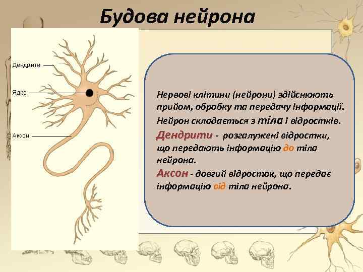 Будова нейрона Нервові клітини (нейрони) здійснюють прийом, обробку та передачу інформації. Нейрон складається з