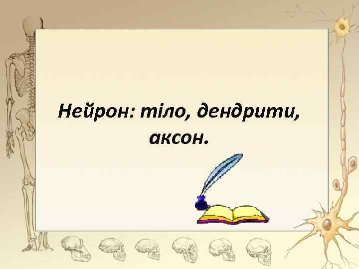 Нейрон: тіло, дендрити, аксон. 