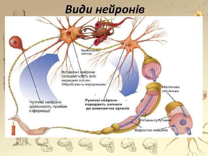 Види нейронів 