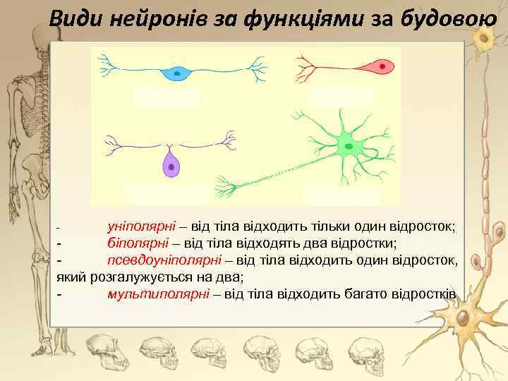 Види нейронів за функціями за будовою уніполярні – від тіла відходить тільки один відросток;