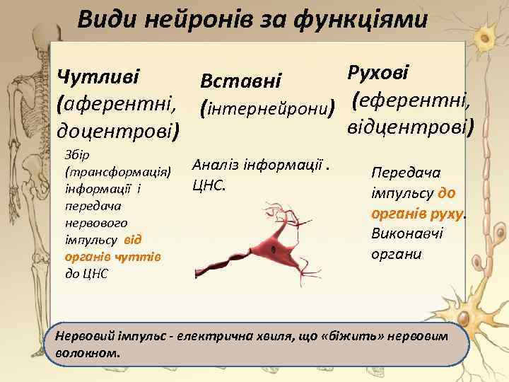 Види нейронів за функціями Рухові Чутливі Вставні (аферентні, (інтернейрони) (еферентні, відцентрові) доцентрові) Збір (трансформація)