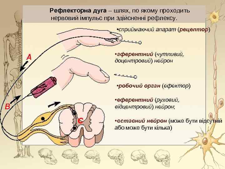 Рефлекторна дуга – шлях, по якому проходить нервовий імпульс при здійсненні рефлексу. • сприймаючий