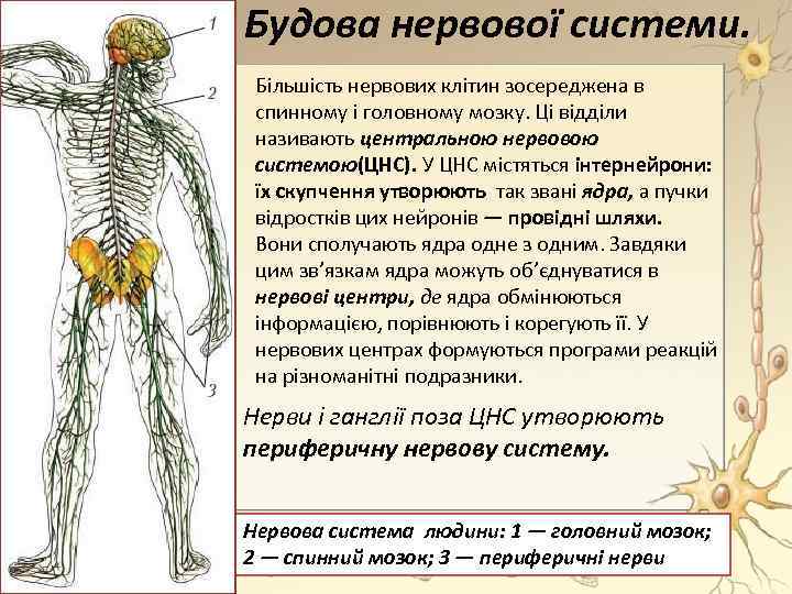 Будова нервової системи. Більшість нервових клітин зосереджена в спинному і головному мозку. Ці відділи