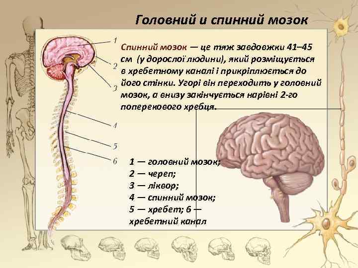 Головний и спинний мозок Спинний мозок — це тяж завдовжки 41– 45 см (у