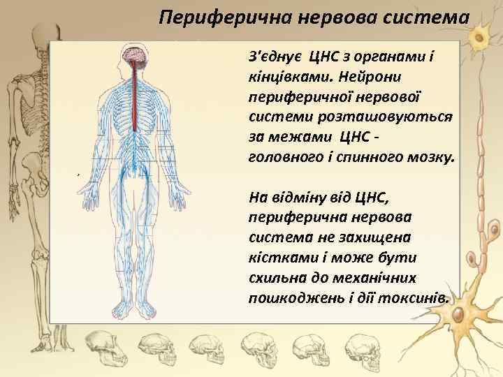 Периферична нервова система З'єднує ЦНС з органами і кінцівками. Нейрони периферичної нервової системи розташовуються