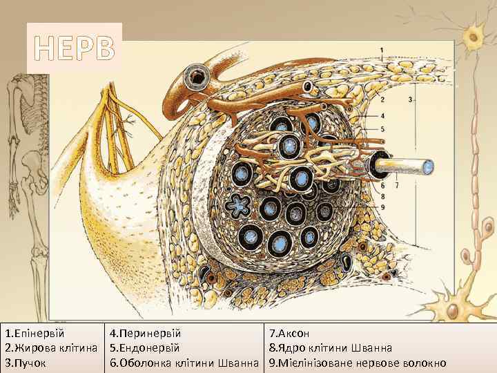 НЕРВ 1. Епінервій 4. Перинервій 7. Аксон 2. Жирова клітина 5. Ендонервій 8. Ядро