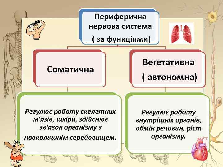 Периферична нервова система ( за функціями) Соматична Вегетативна ( автономна) Регулює роботу скелетних м'язів,