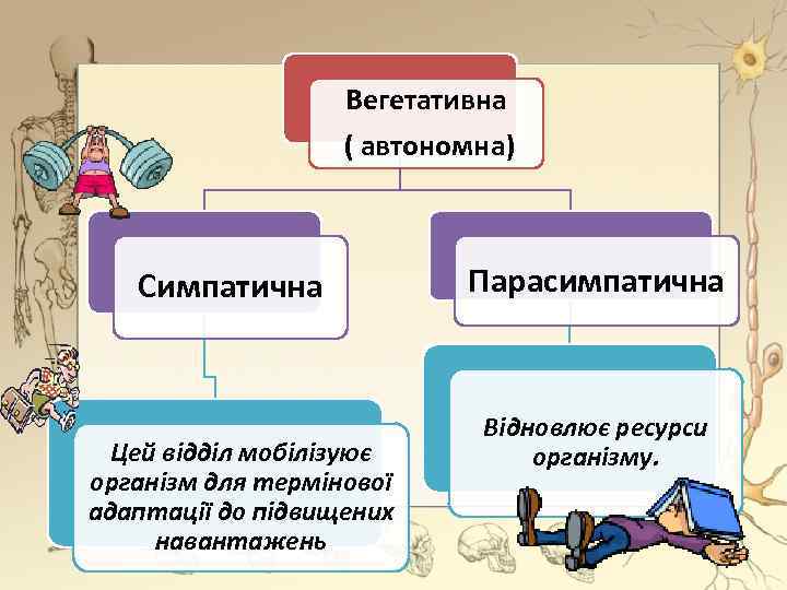 Вегетативна ( автономна) Симпатична Цей відділ мобілізуює організм для термінової адаптації до підвищених навантажень