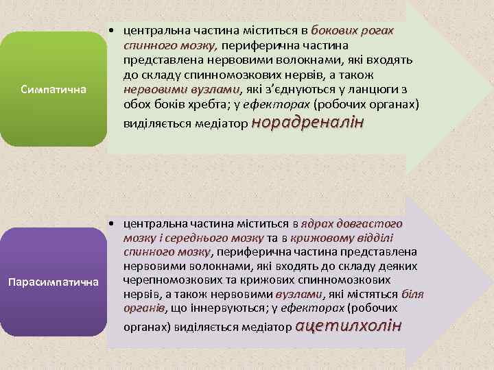 Симпатична • центральна частина міститься в бокових рогах спинного мозку, периферична частина представлена нервовими