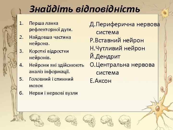 Знайдіть відповідність 1. 2. 3. 4. 5. 6. Перша ланка рефлекторної дуги. Найдовша частина