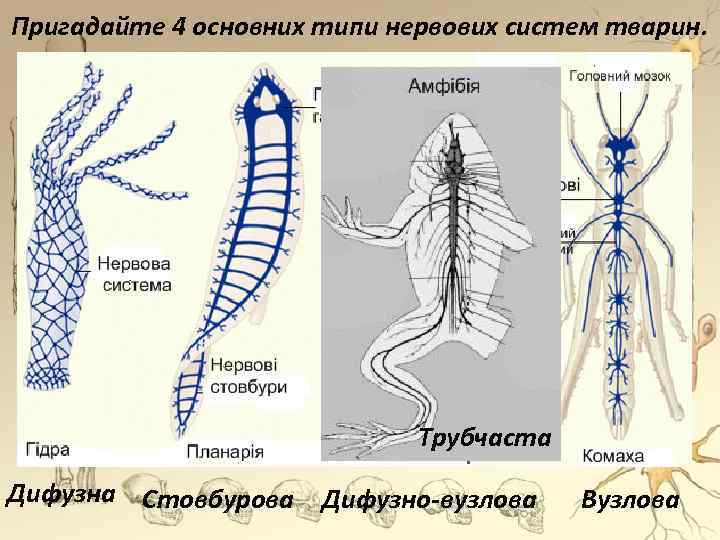 Пригадайте 4 основних типи нервових систем тварин. Трубчаста Дифузна Стовбурова Дифузно-вузлова Вузлова 