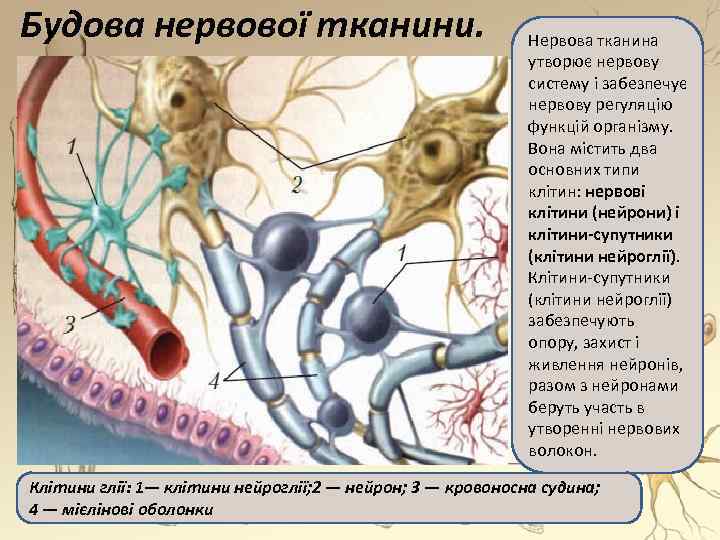 Будова нервової тканини. Нервова тканина утворює нервову систему і забезпечує нервову регуляцію функцій організму.