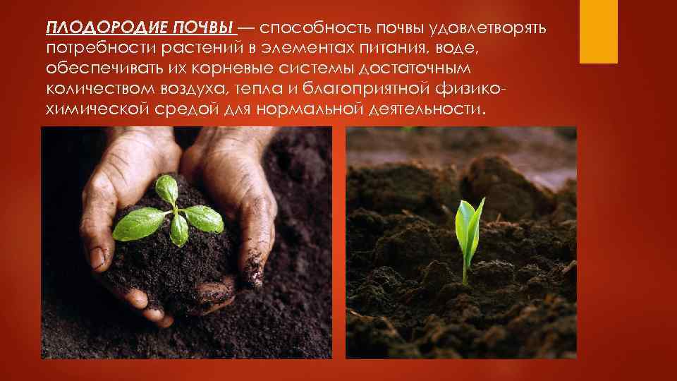 Закон о плодородии. Плодородие почвы. Растения в почве. Способность почвы удовлетворять потребности. Влияние почвы на растения.