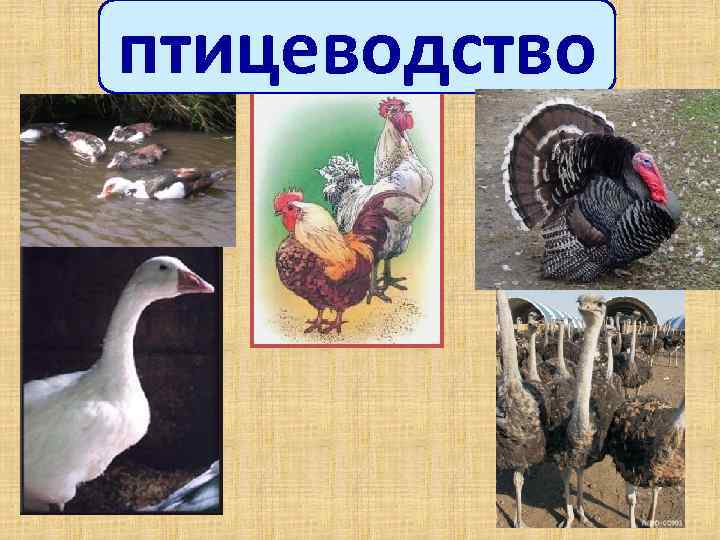 птицеводство 