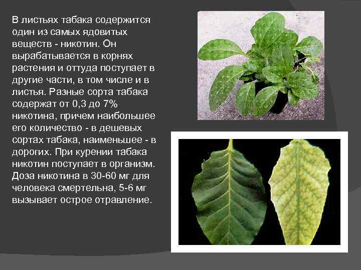 Какие растения появились раньше