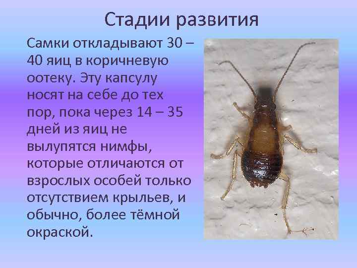 Стадии развития Самки откладывают 30 – 40 яиц в коричневую оотеку. Эту капсулу носят