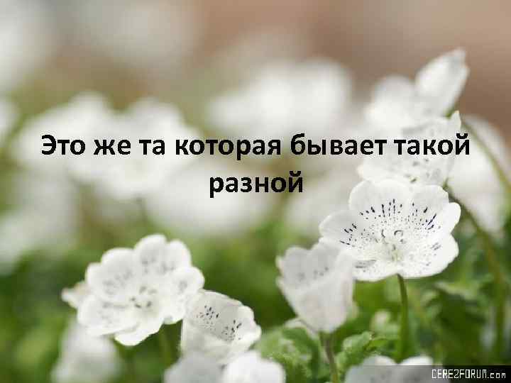 Это же та которая бывает такой разной 