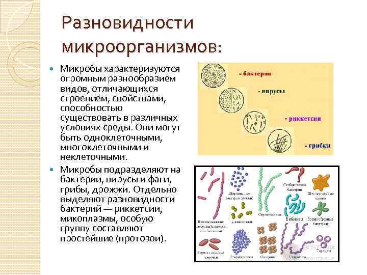 Разновидности микроорганизмов: Микробы характеризуются огромным разнообразием видов, отличающихся строением, свойствами, способностью существовать в различных