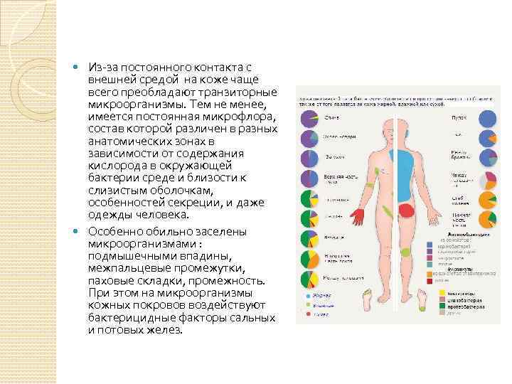 Из-за постоянного контакта с внешней средой на коже чаще всего преобладают транзиторные микроорганизмы. Тем