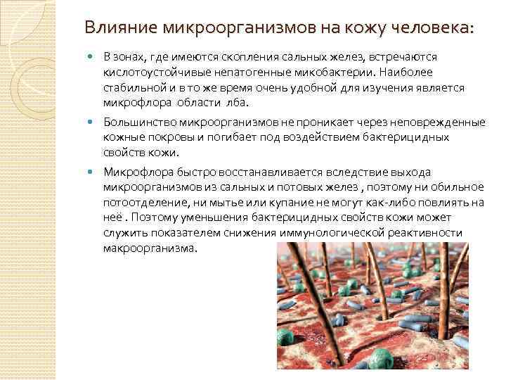 Влияние микроорганизмов на кожу человека: В зонах, где имеются скопления сальных желез, встречаются кислотоустойчивые