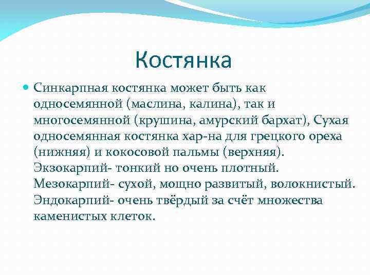  Костянка Синкарпная костянка может быть как односемянной (маслина, калина), так и многосемянной (крушина,