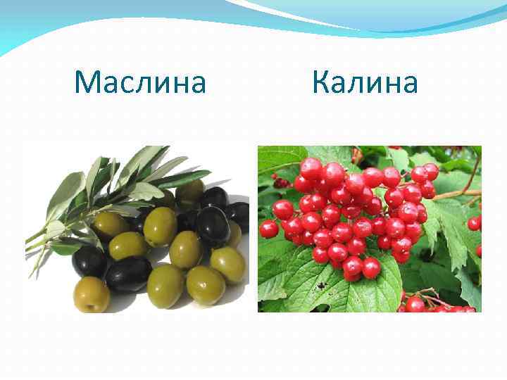  Маслина Калина 