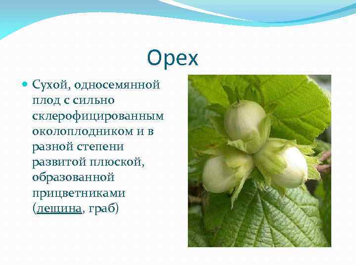  Орех Сухой, односемянной плод с сильно склерофицированным околоплодником и в разной степени развитой