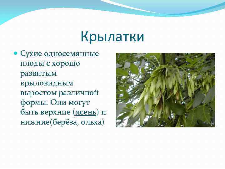 Крылатки Сухие односемянные плоды с хорошо развитым крыловидным выростом различной формы. Они могут быть