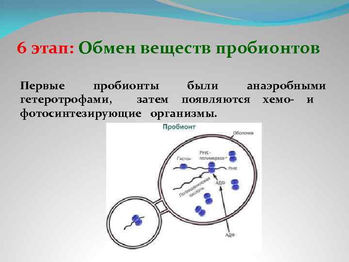 Образуются а затем в. Пробионты. Первые пробионты. Пробионты это в биологии. Первые клетки пробионты.