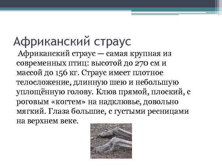 Африканский страус — самая крупная из современных птиц: высотой до 270 см и массой