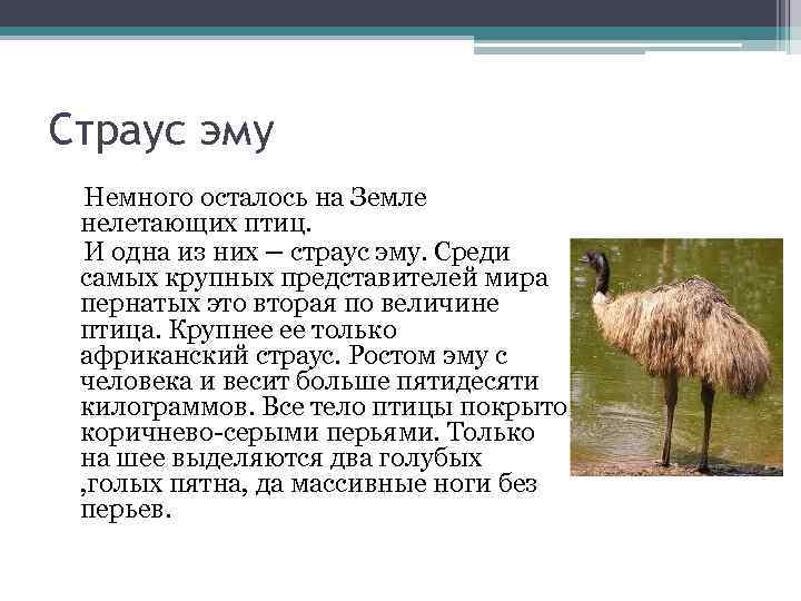 Страус эму Немного осталось на Земле нелетающих птиц. И одна из них – страус