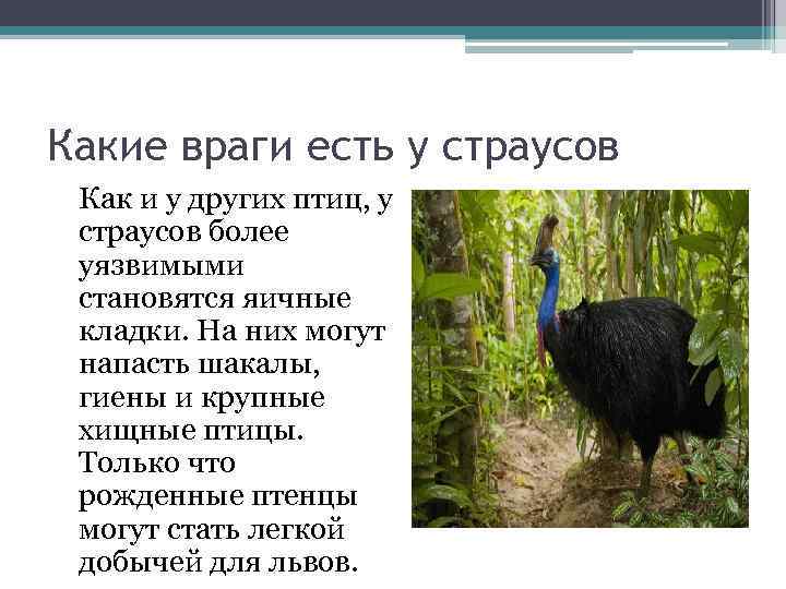 Какие враги есть у страусов Как и у других птиц, у страусов более уязвимыми