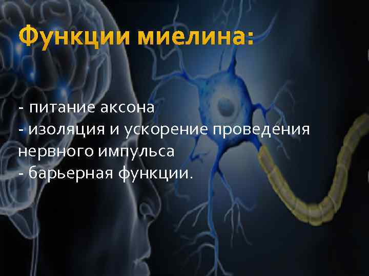 Функции миелина: - питание аксона - изоляция и ускорение проведения нервного импульса - барьерная