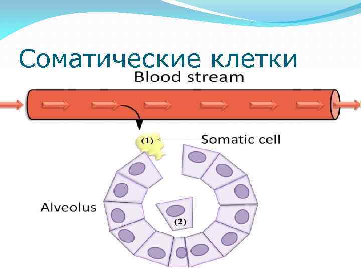 Соматические клетки 