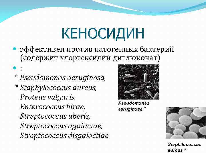 КЕНОСИДИН эффективен против патогенных бактерий (содержит хлоргексидин диглюконат) : * Pseudomonas aeruginosa, * Staphylococcus