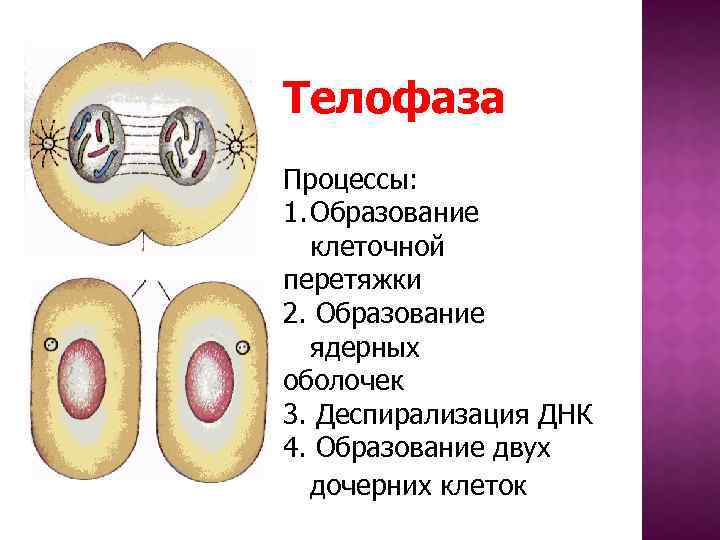 Телофаза процессы