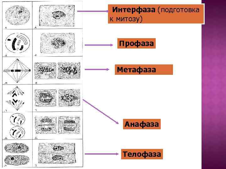 Интерфаза ядра