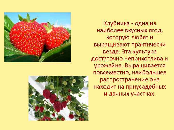 Клубника - одна из наиболее вкусных ягод, которую любят и выращивают практически везде. Эта