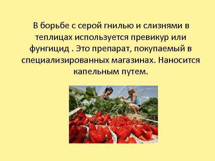  В борьбе с серой гнилью и слизнями в теплицах используется превикур или фунгицид.