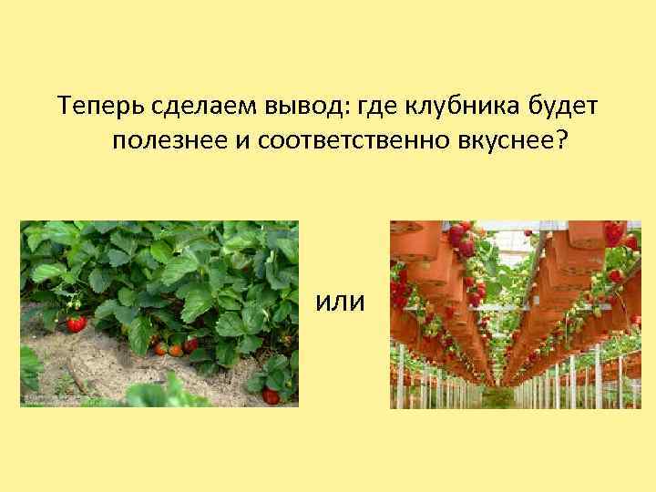  Теперь сделаем вывод: где клубника будет полезнее и соответственно вкуснее? или 