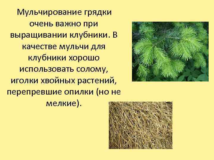  Мульчирование грядки очень важно при выращивании клубники. В качестве мульчи для клубники хорошо