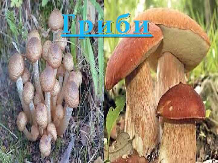 Гриби 