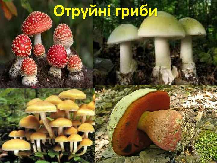 Отруйні гриби 