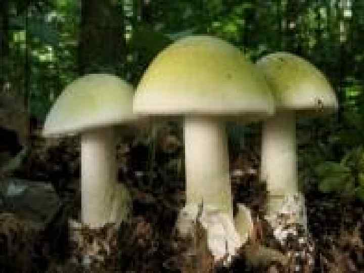 Бліда поганка, або зелений мухомор – найотрутніший гриб, вживання якого призводить до смерті. Помилково