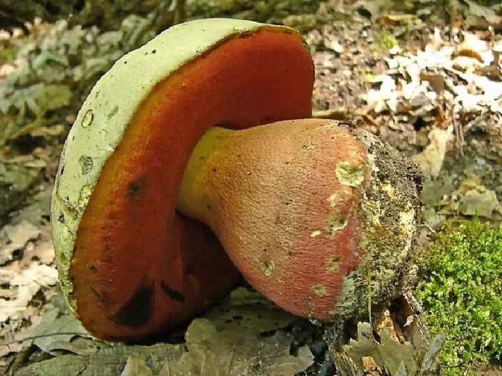 Сатанинський гриб сильний отруйний гриб, що викликає важкі порушення роботи травної системи. Від схожого