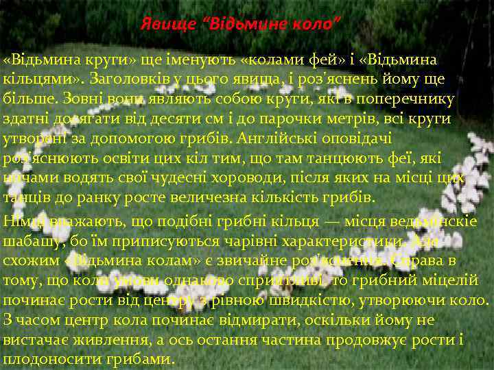 Явище “Відьмине коло” «Відьмина круги» ще іменують «колами фей» і «Відьмина кільцями» . Заголовків