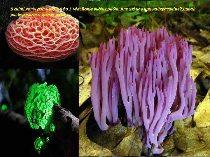 В світі налічують від 1, 5 до 5 мільйонів видів грибів. Але які ж