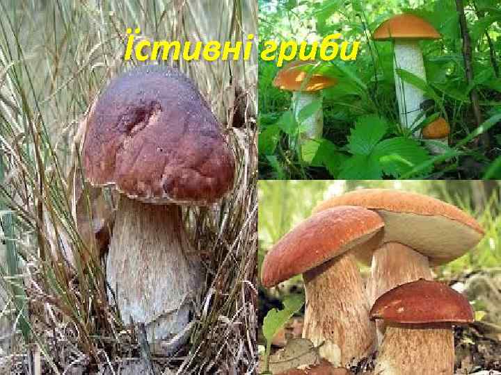 Їстивні гриби 