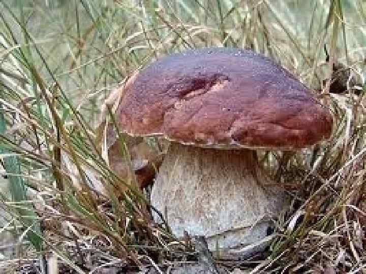 Білий гриб - один з найбільш цінних грибів. Росте в хвойних, листяних і змішаних